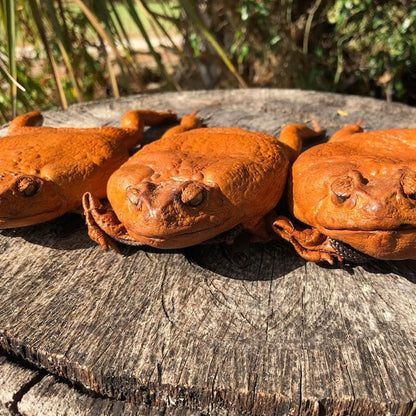 🎃Halloween Decorations🐸Funny Cane Toad Frog Purse
